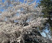 Frühlingsblüten an der Luitpoldhalle_01