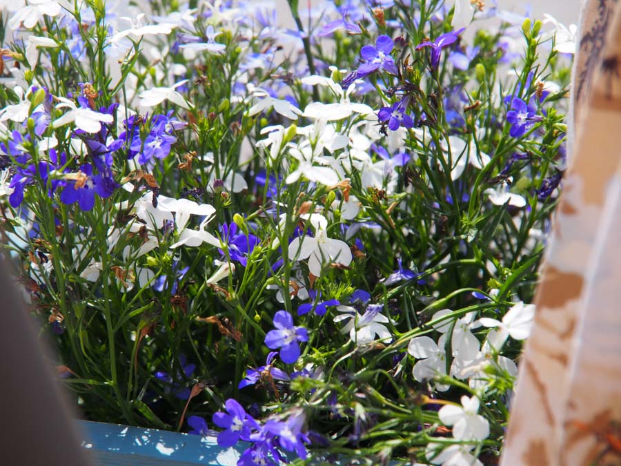 gautrachtenfest_rosenheim_074