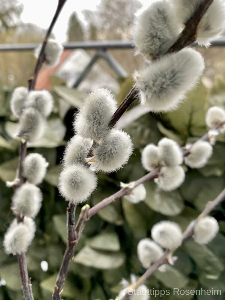 palmbuschbinden stadttipps rosenheim