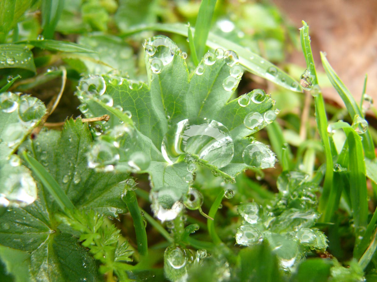 lieblingskraeuter frauenmantel copyright bettina soelch