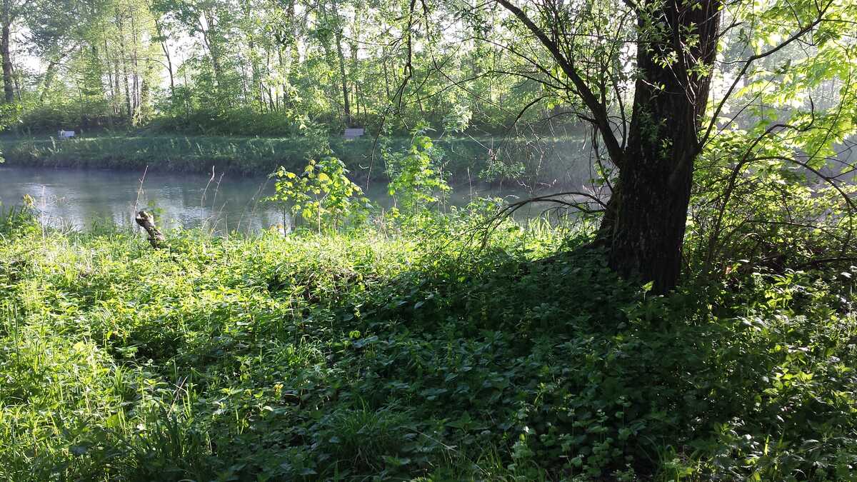 lieblingskraeuter auwald copyright bettina soelch