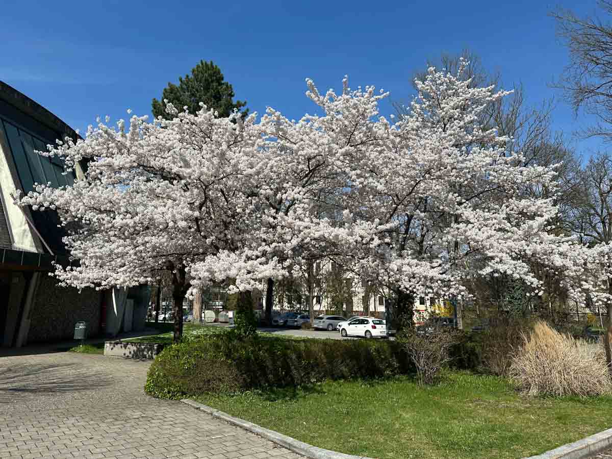 Frühlingsblüten an der Luitpoldhalle 038