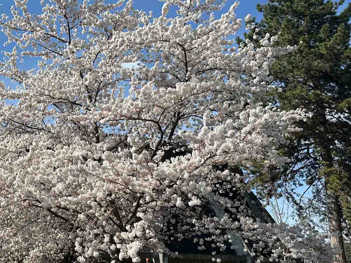 Frühlingsblüten an der Luitpoldhalle 040