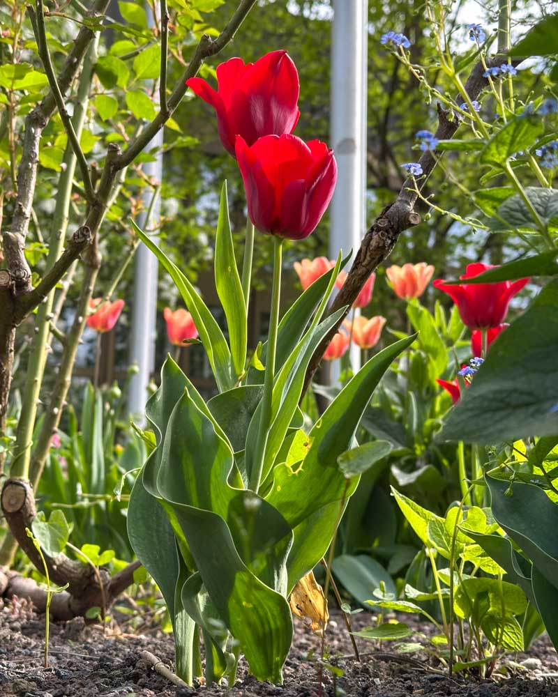 Tulpen