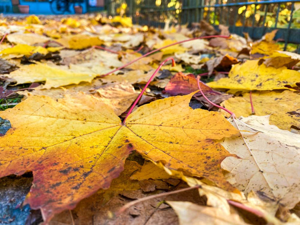 herbst_stadttipps_rosenheim_018