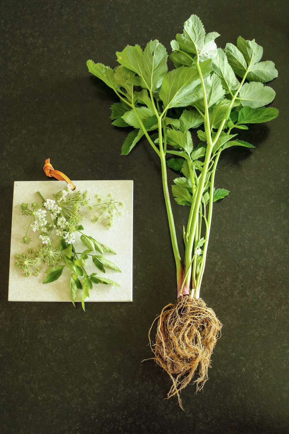 wurzeln heilmittel doldenbluetler andrea illguth