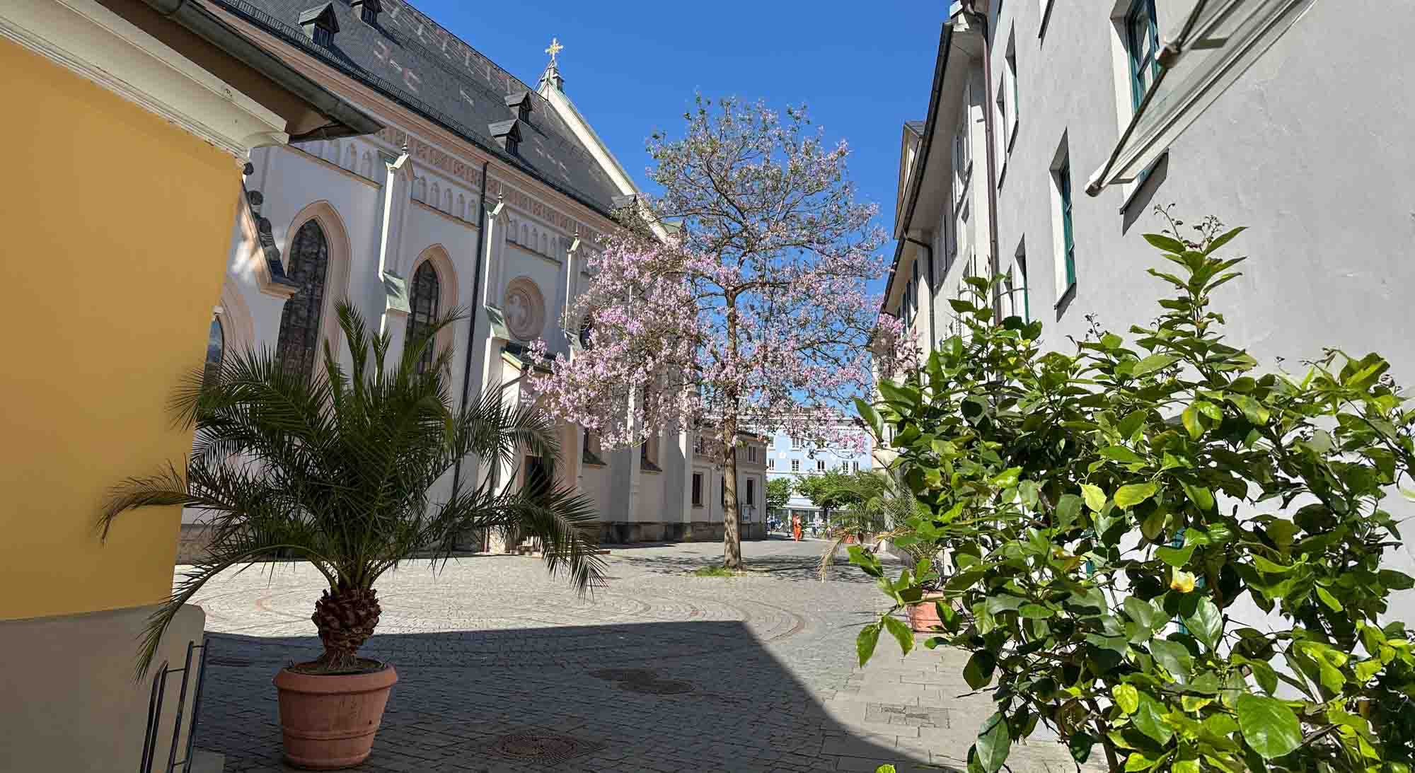 oelberg-baumbluete-credit-stadttipps-rosenheim-